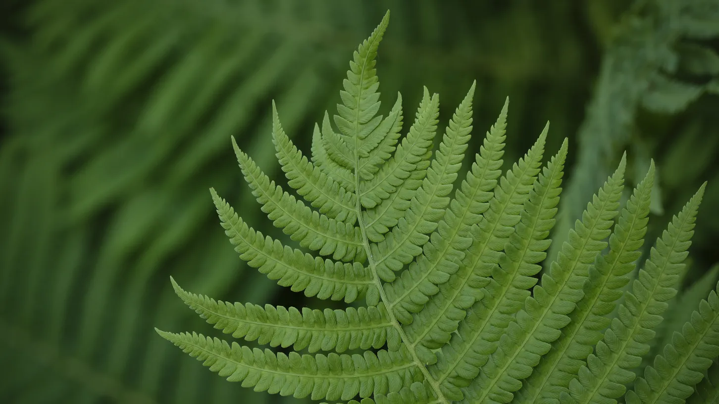Plants